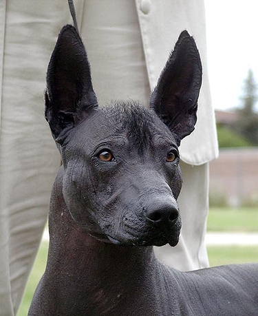 toy mexican hairless